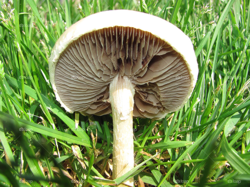 nature grass mushroom fungi by danelvr032708