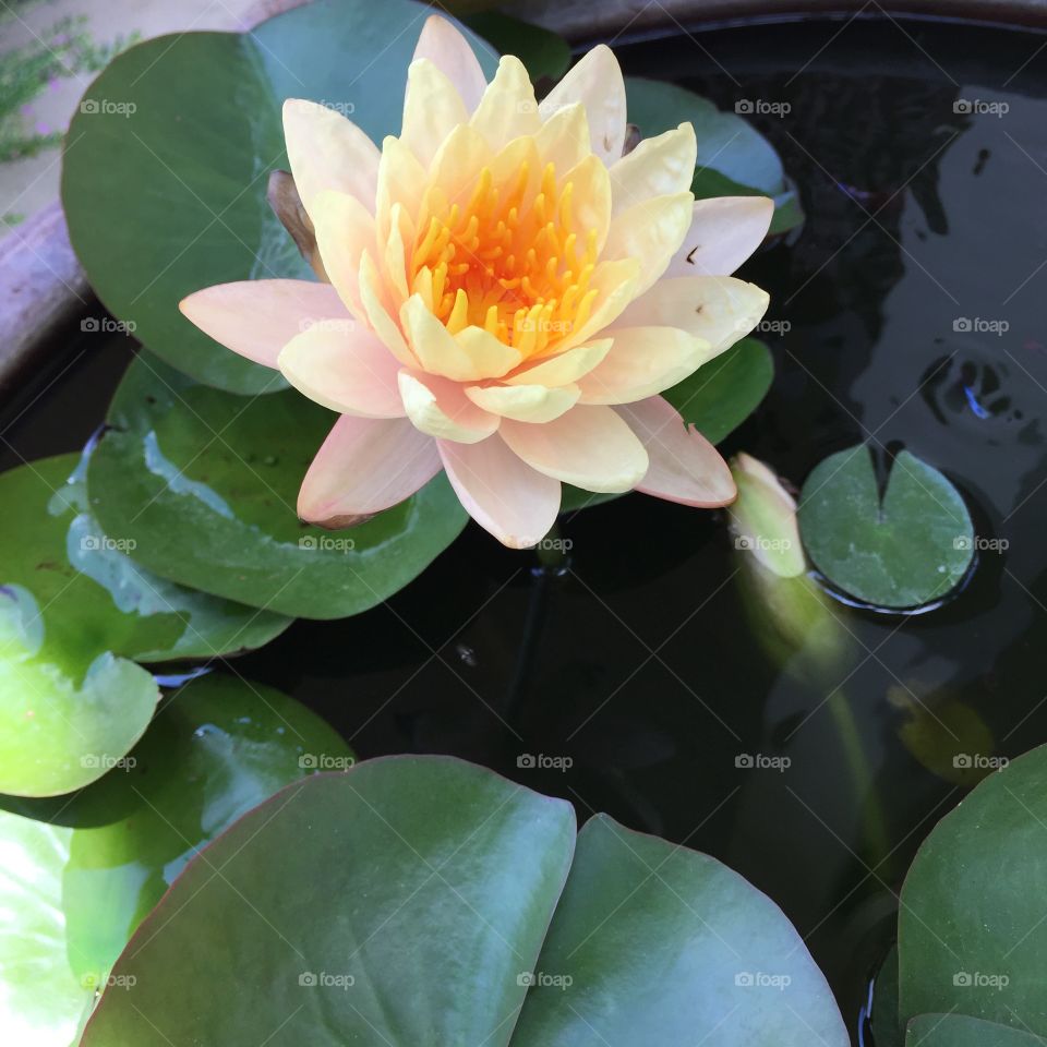 Watre Lily. Lotus Water Lily, Water Lily, Flower, Water Plant