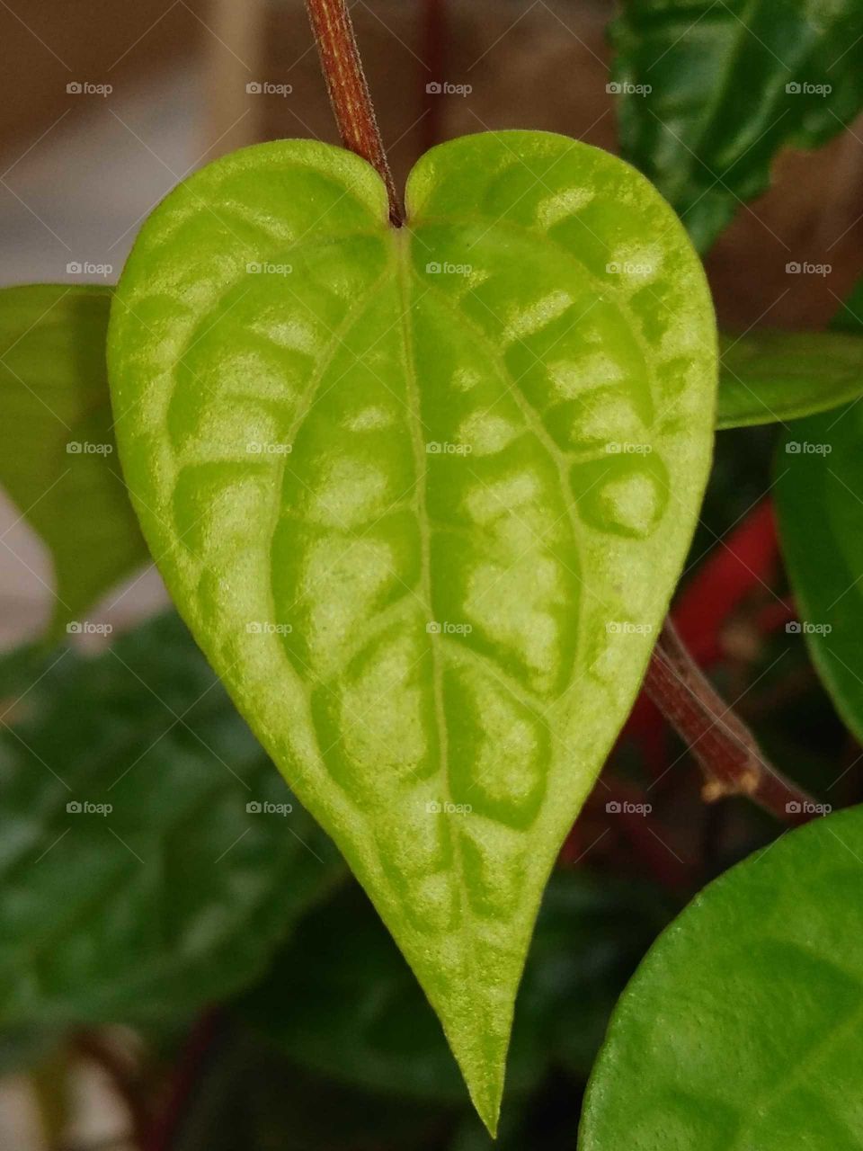 a betel leaf plant in my garden