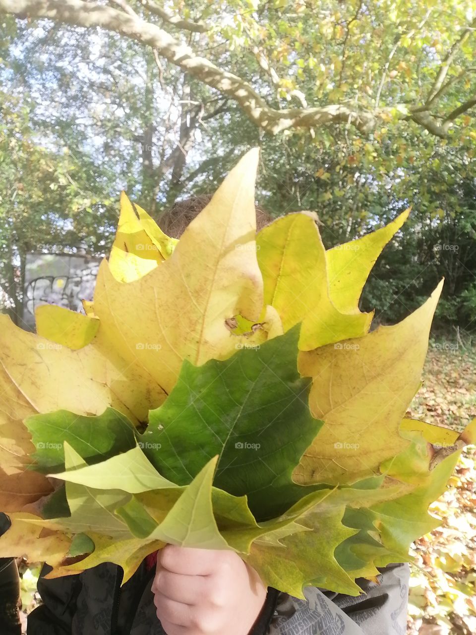 Son, leafs, Autumn,