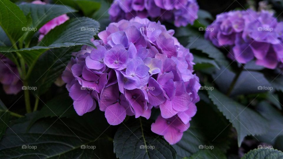 Italy Hortensia 