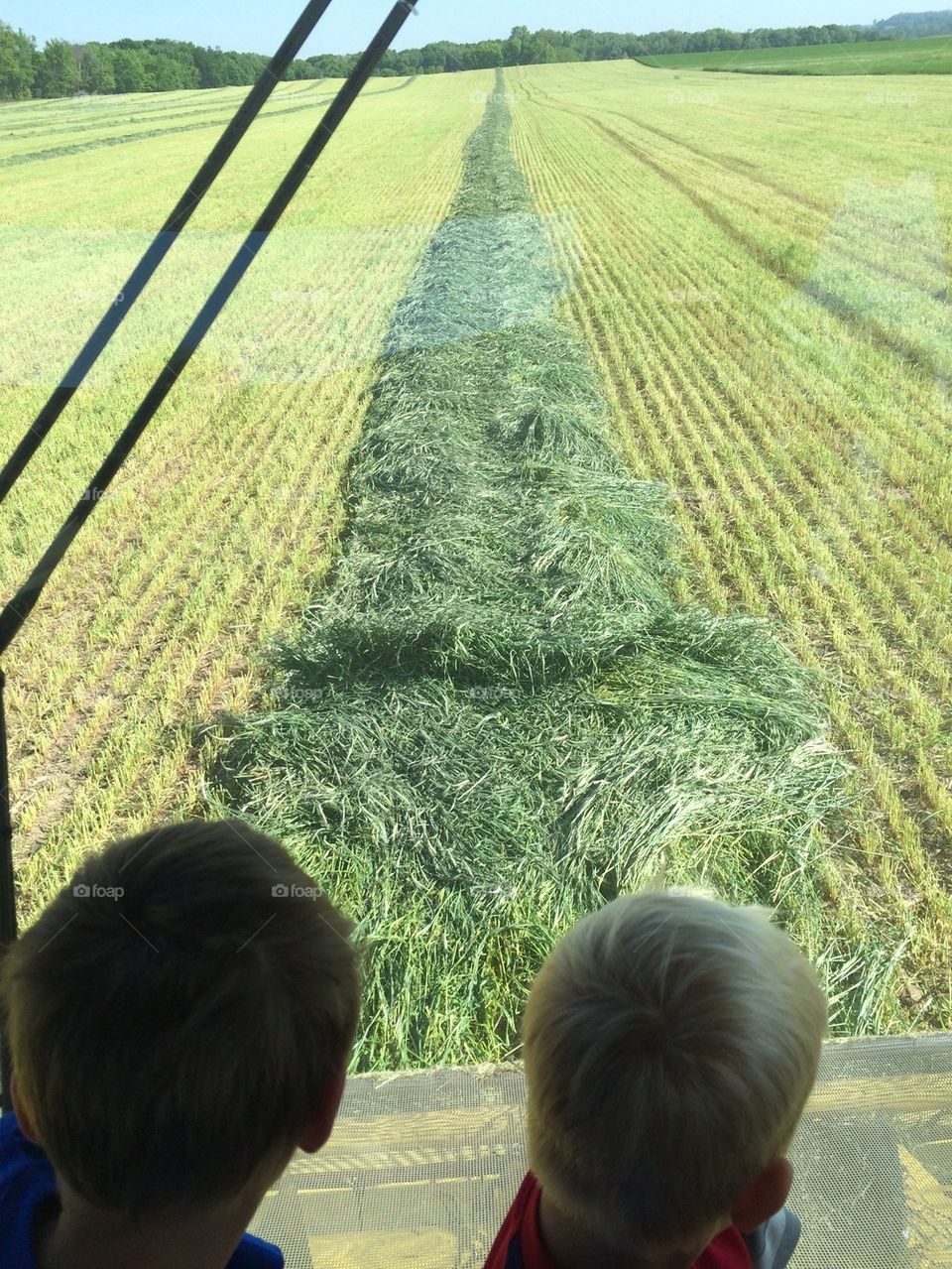 Chopping rye