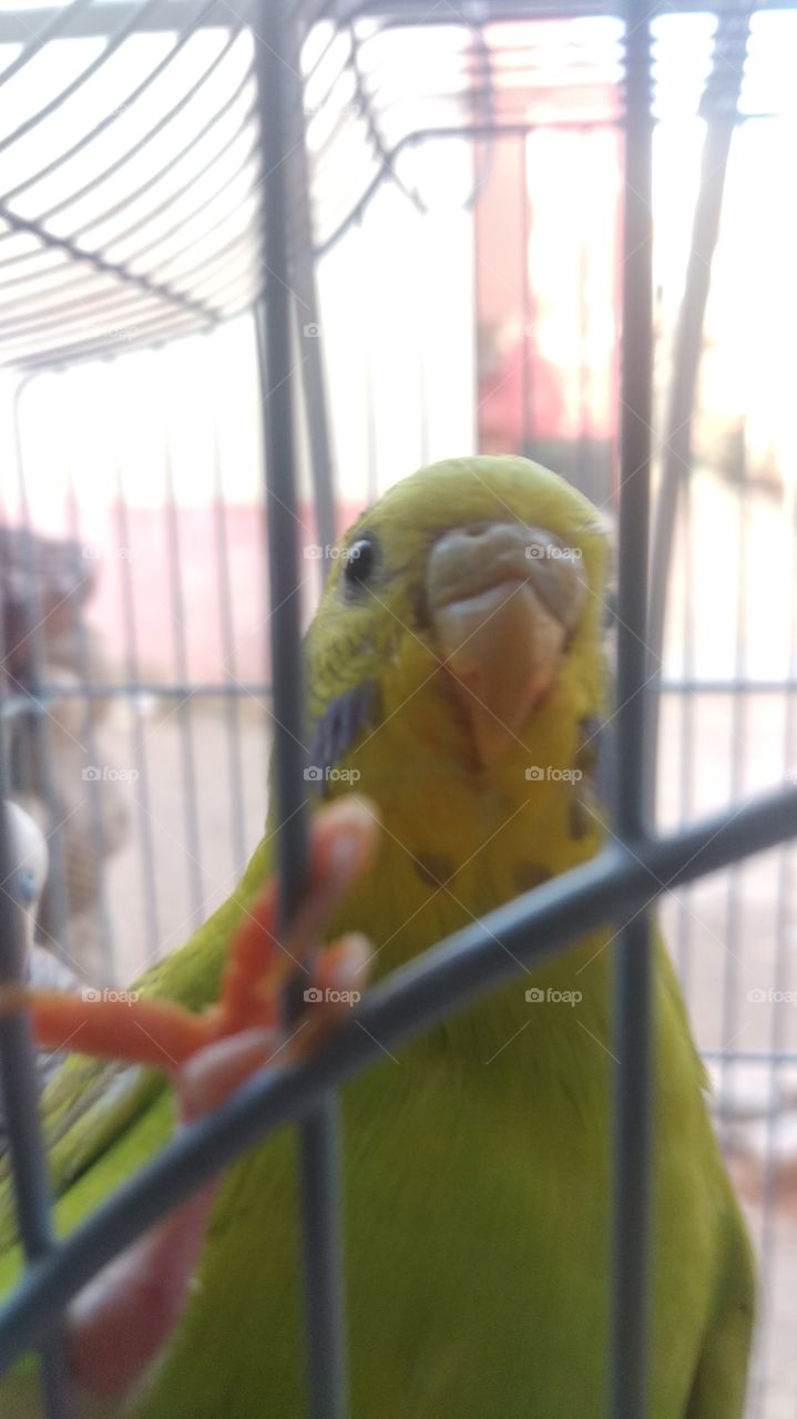 The yellow cute bird