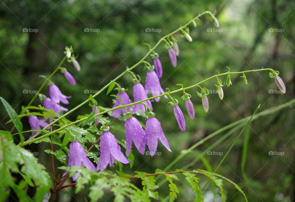 Close-up of wet blooming flowers