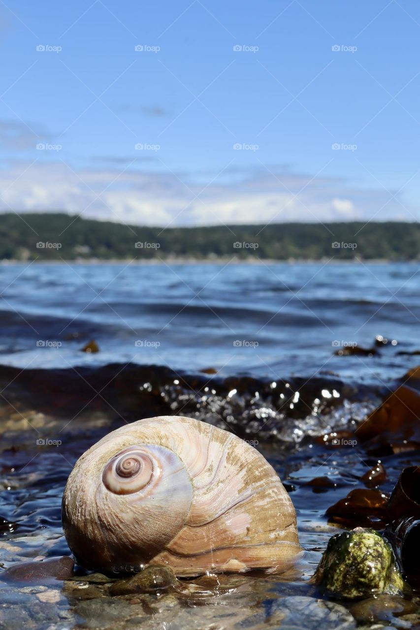 On the waters edge of the Puget Sound a moon snail is safely resting in the gentle waves