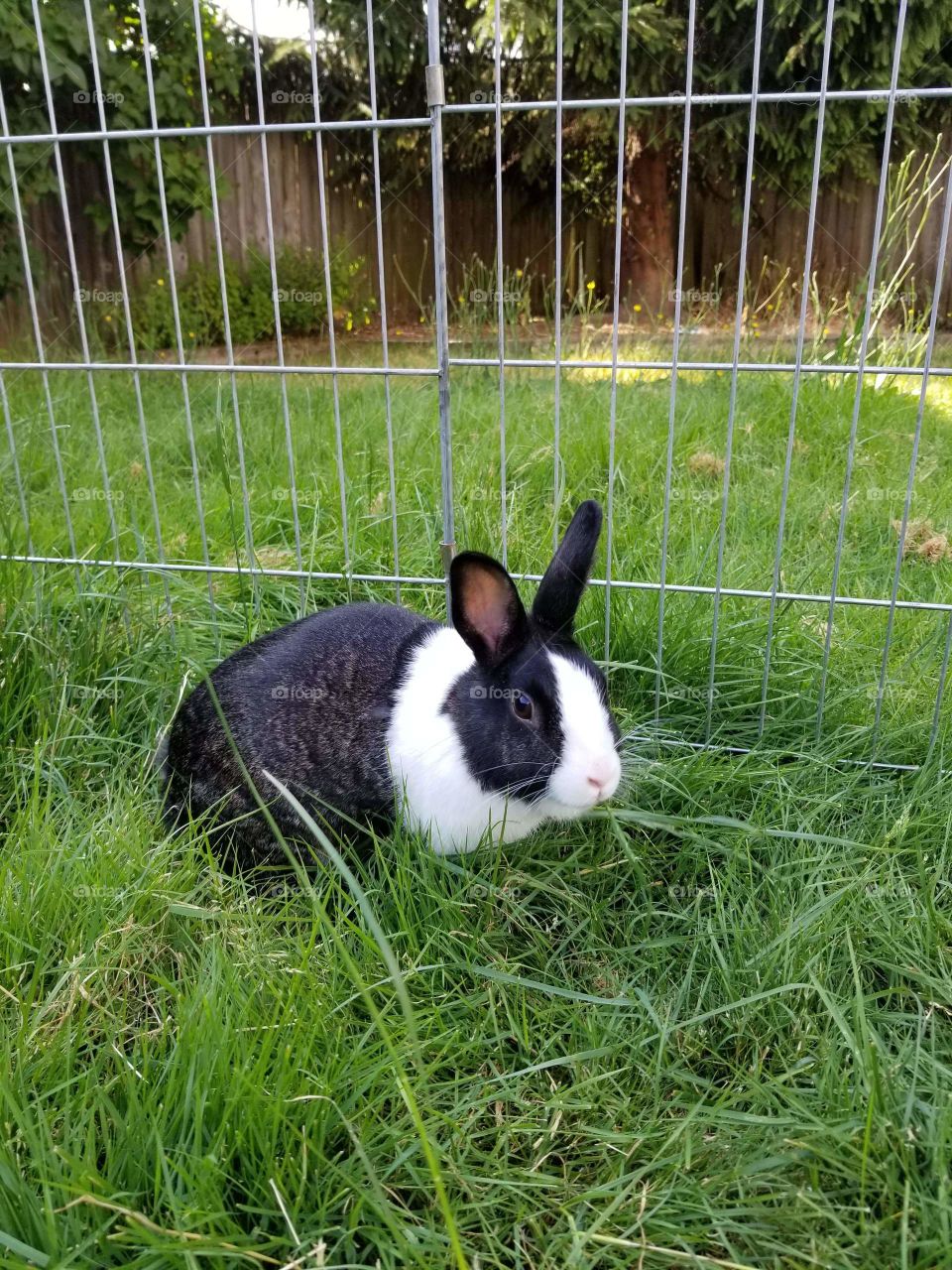 Sophie Enjoying Some Outside Time