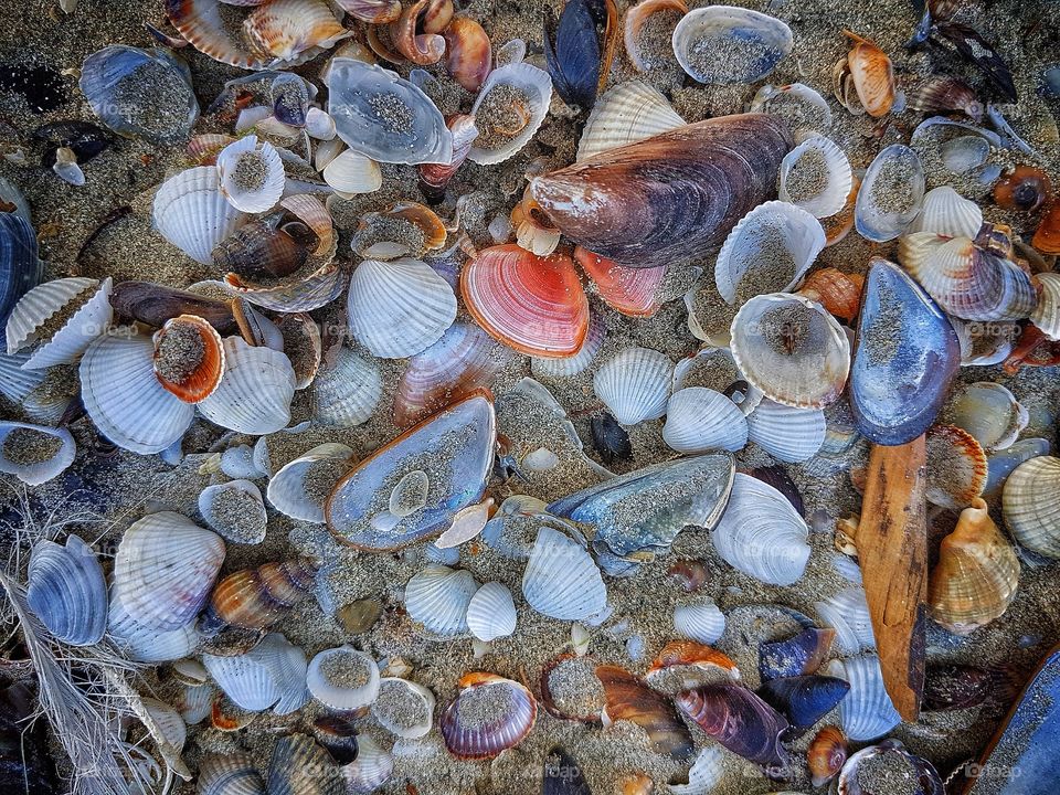 Shells and snails