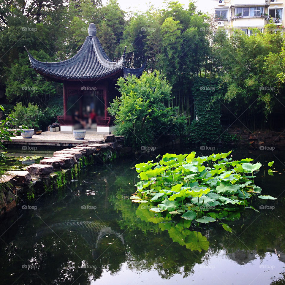 Lotus Leaves Guyiyuan Garden Shanghai China 