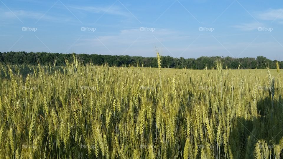 Wheat