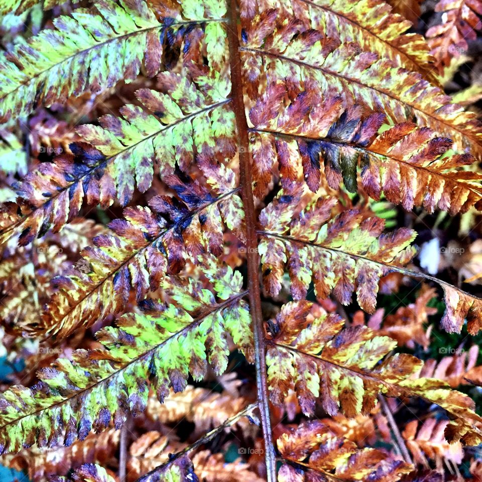 Autumn fern
