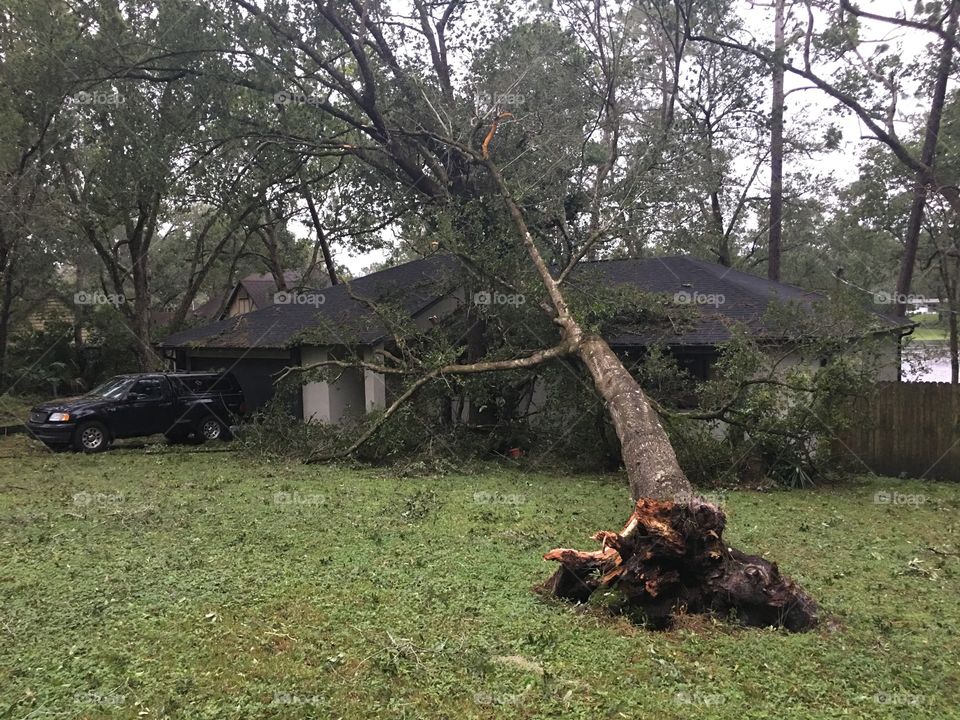 Hurricane Irma tree down