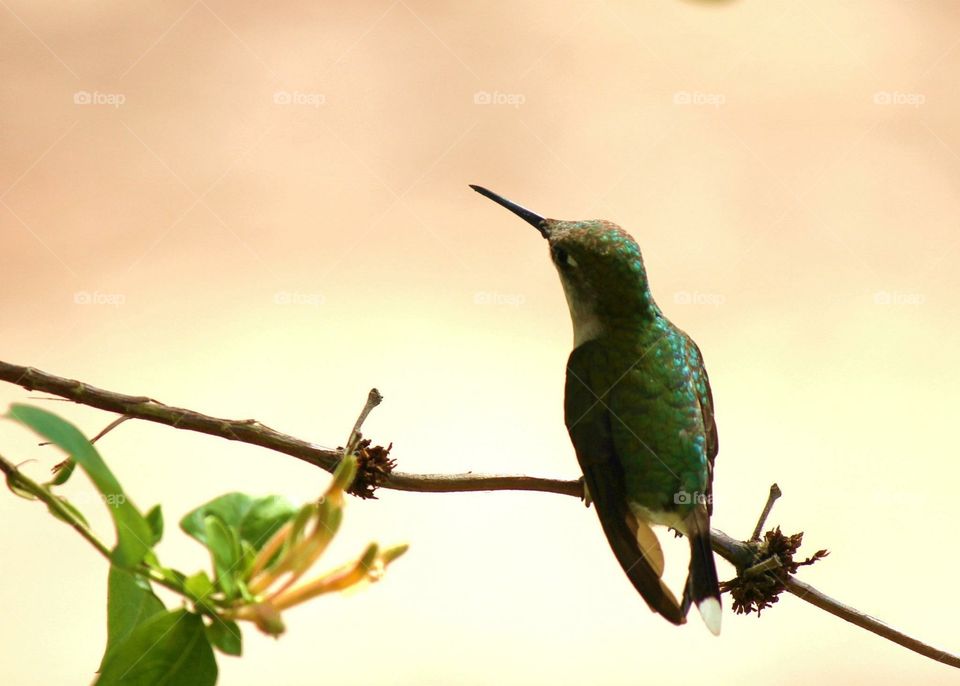 Beautiful green Hummingbird sitting or perched on branch 