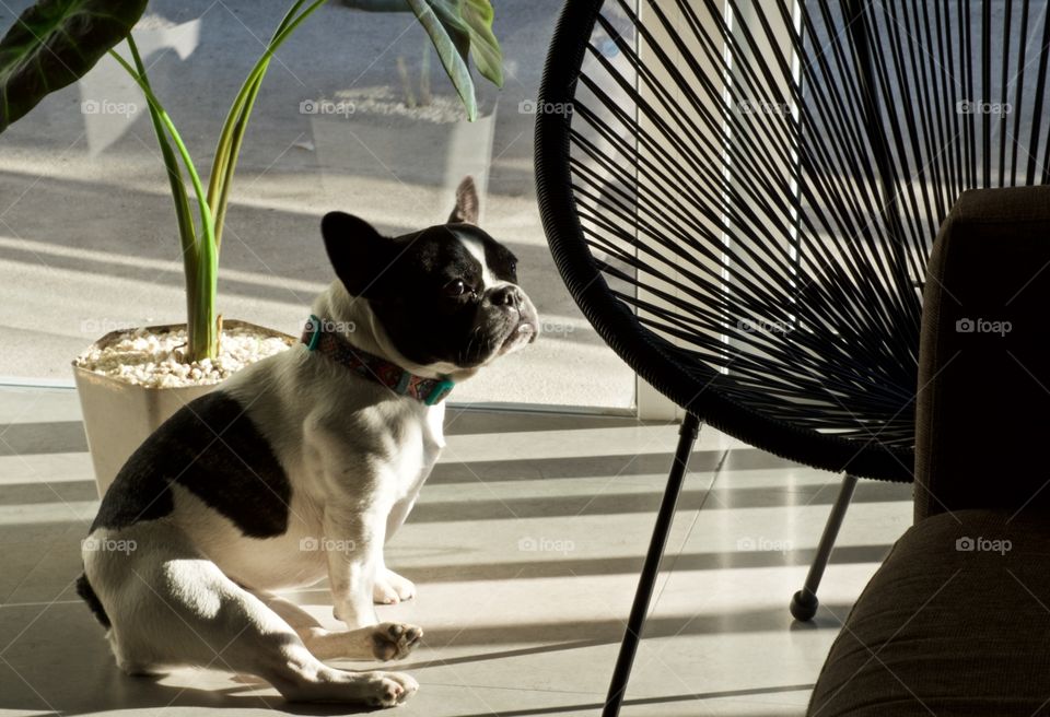 Frenchie taking the sun