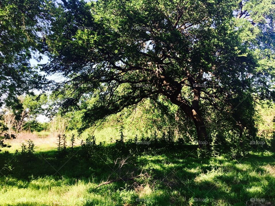 Texas springtime