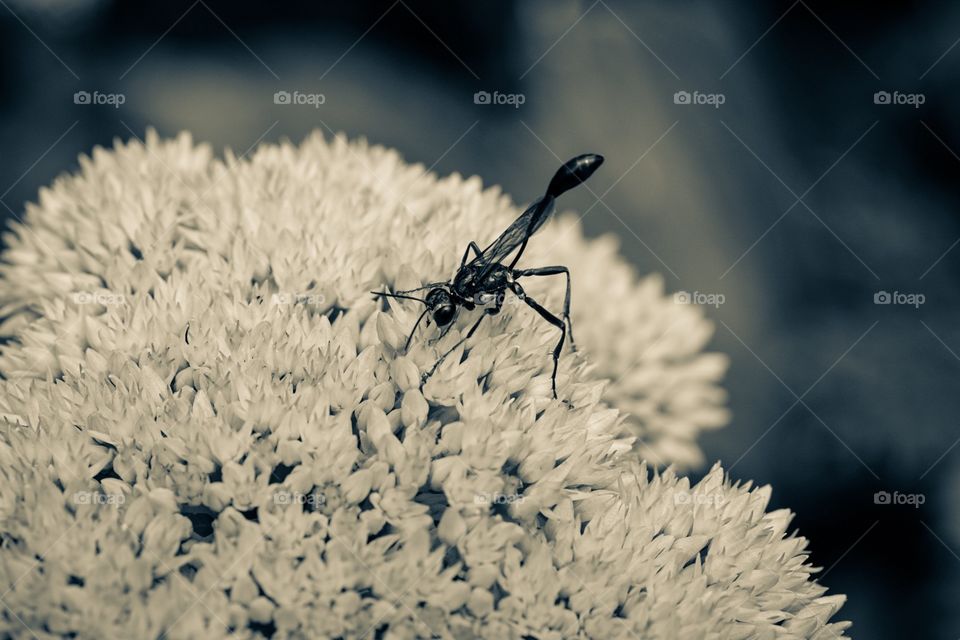 Monochrome Portrait Of A Wasp, Insect Portrait, Closeup Of A Wasp, Black And White Nature Photography, Wasp Landing On A Flower