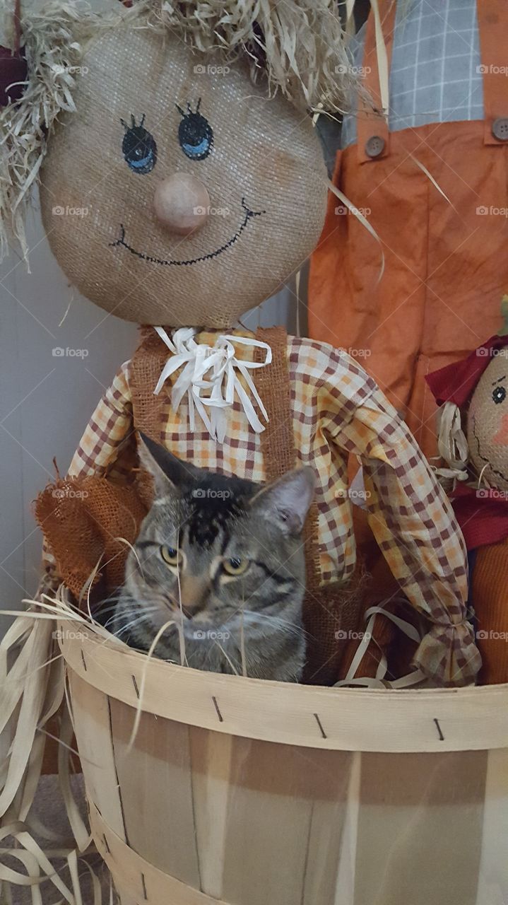 mackie with scarecrow