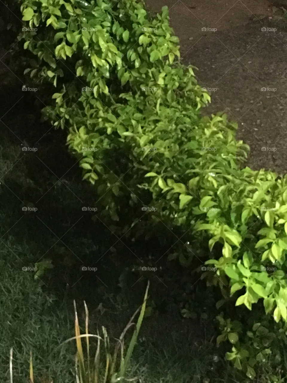 Jardim 