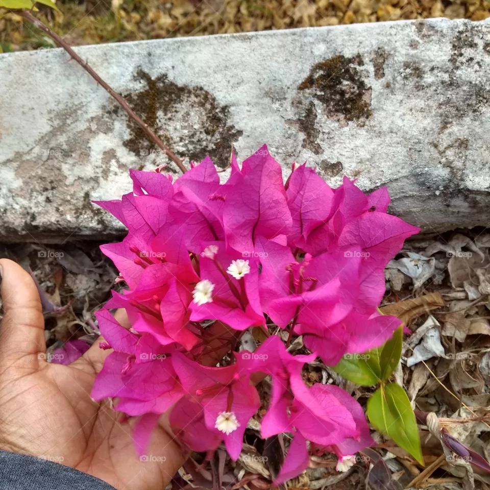 flowers