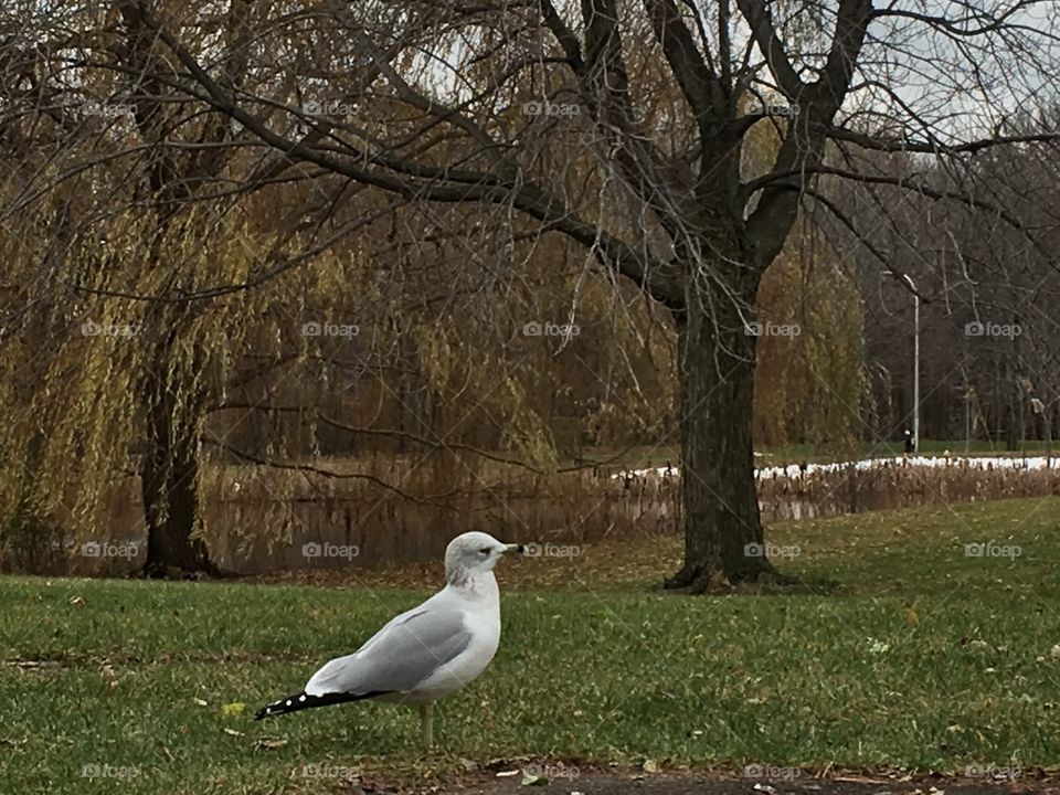 Seagull and nature