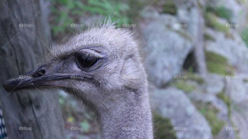 Lonely emu peeking through a fence