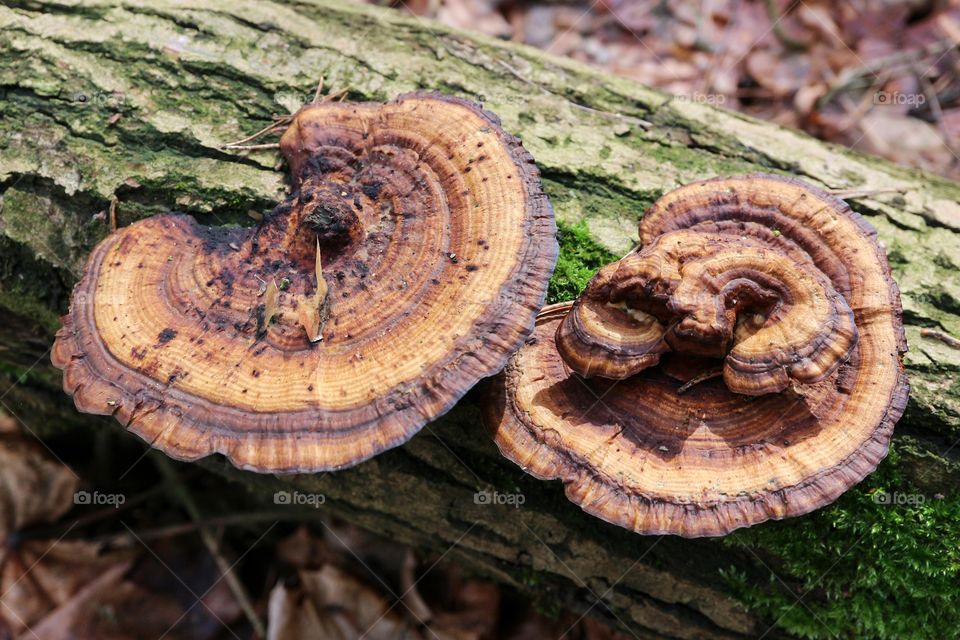 Bracket fungus