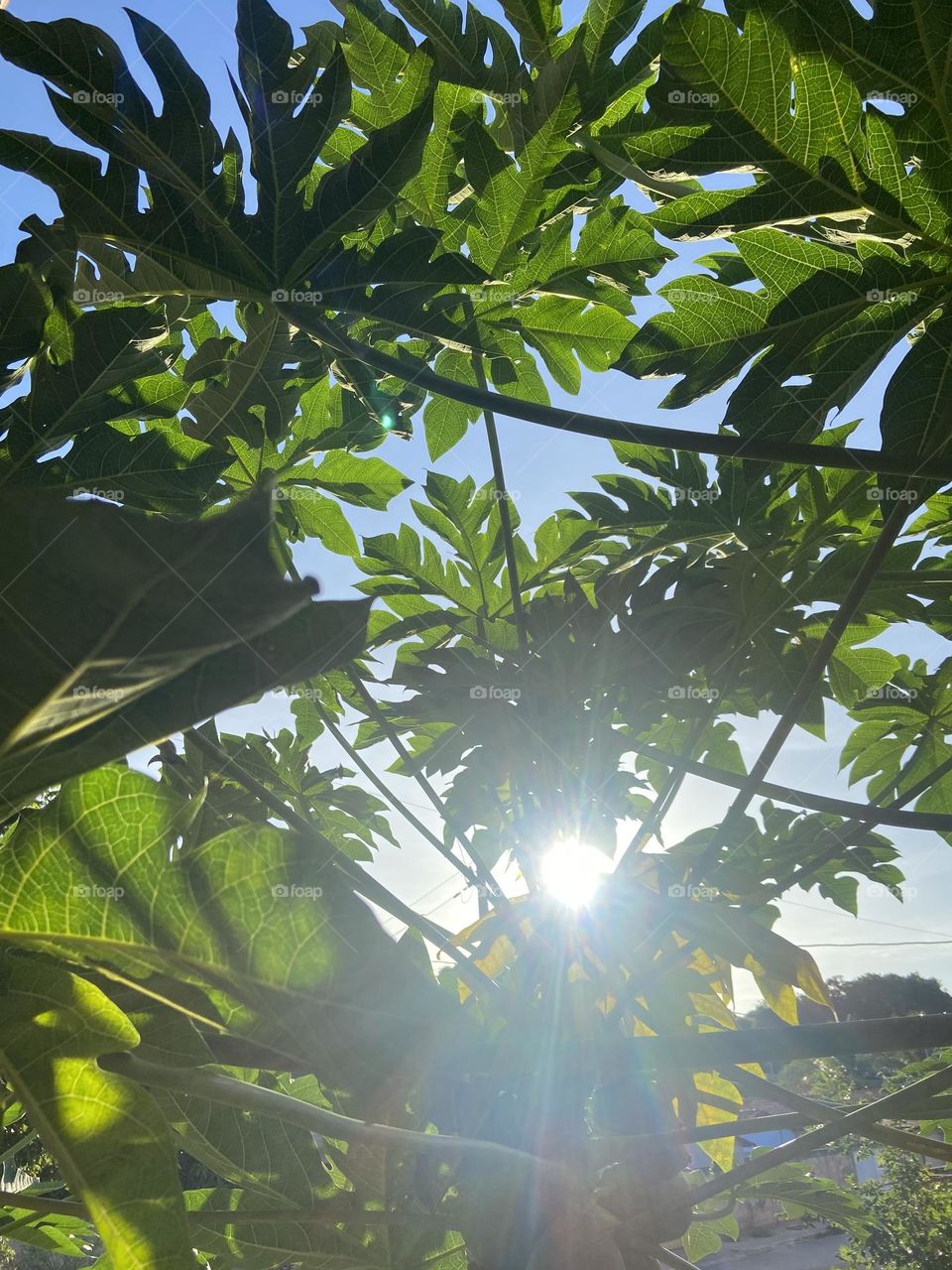 sunbeam between the leaves