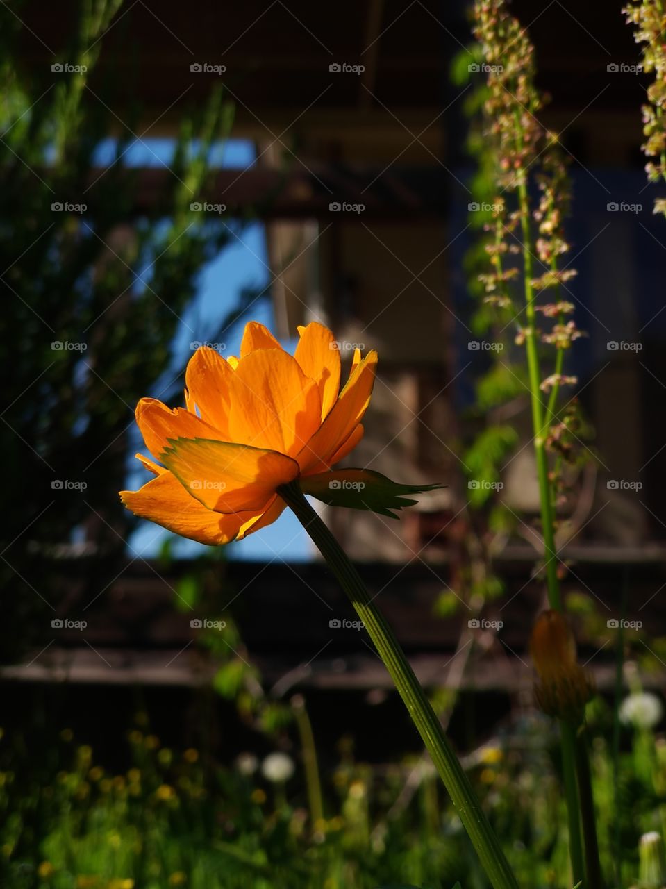 orange flower