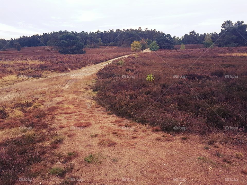 Lüneburger Heide