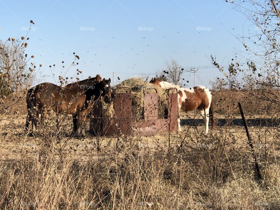 Horses eating