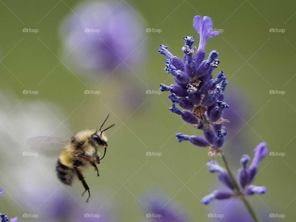 bee