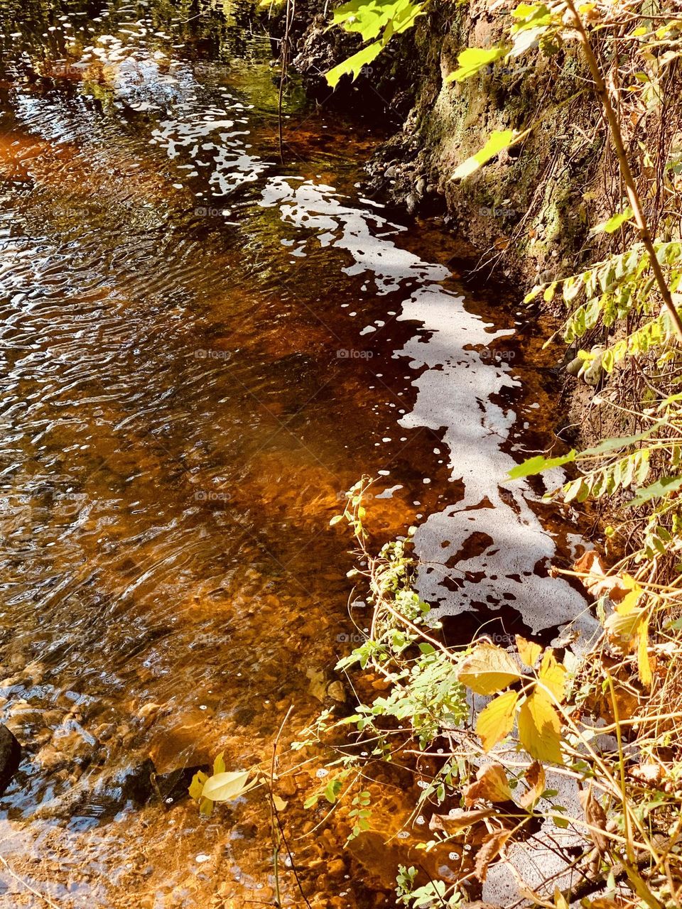 a stream with obvious signs of pollution runs through the trees