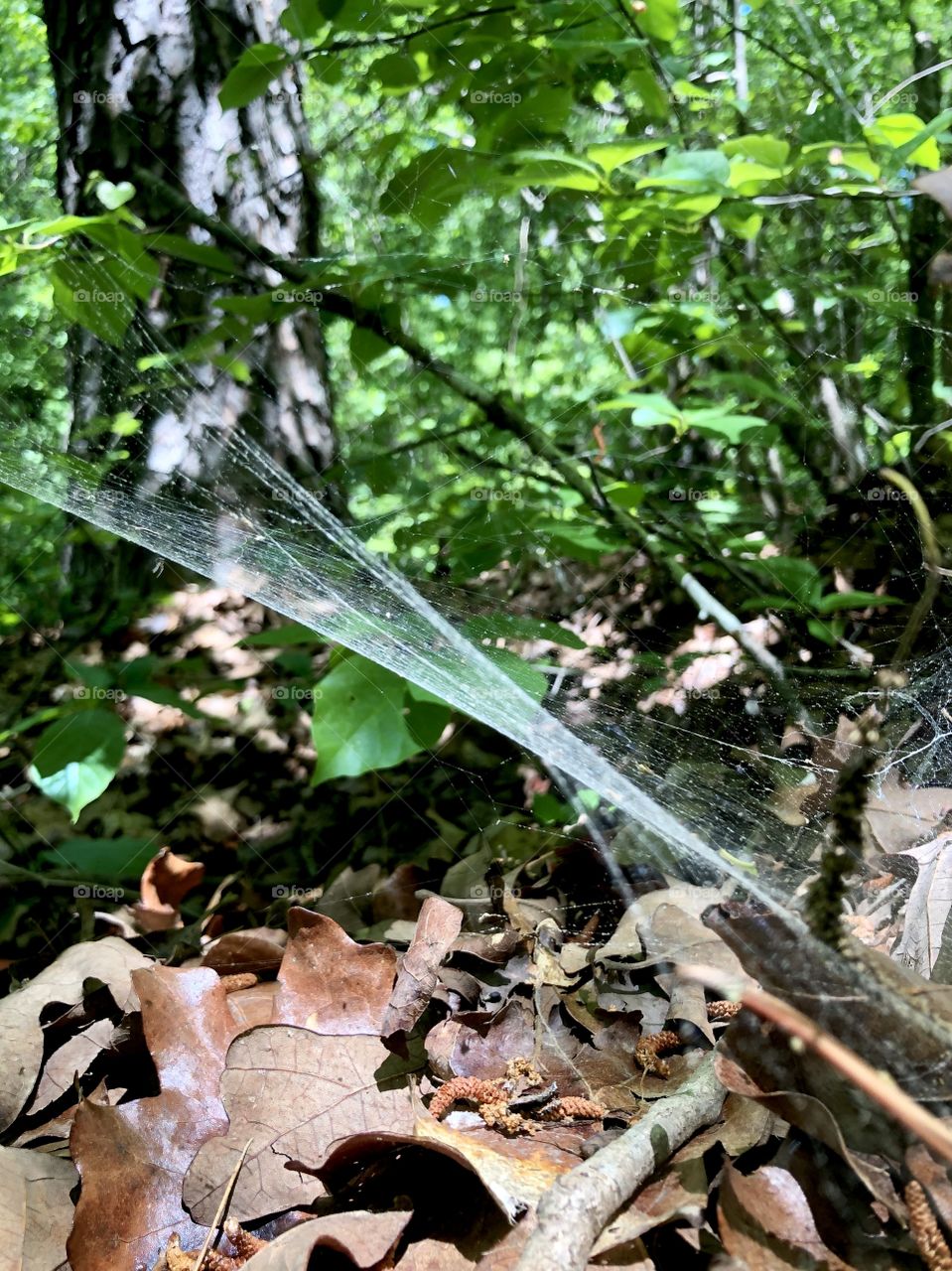 Spiderweb in sunlight in the woods 