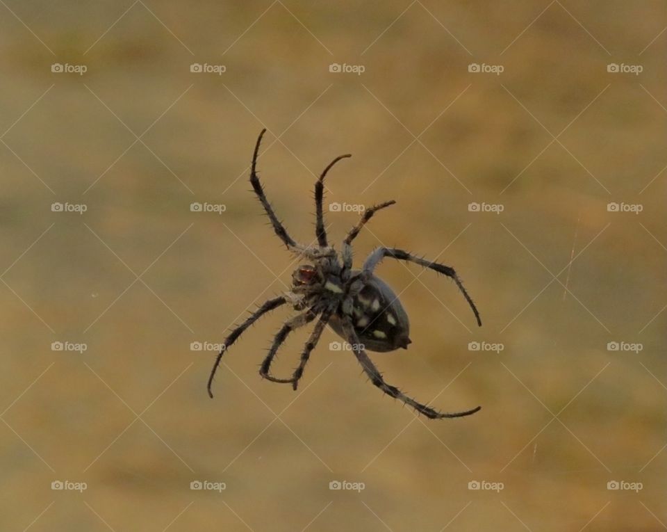 Garden Spider