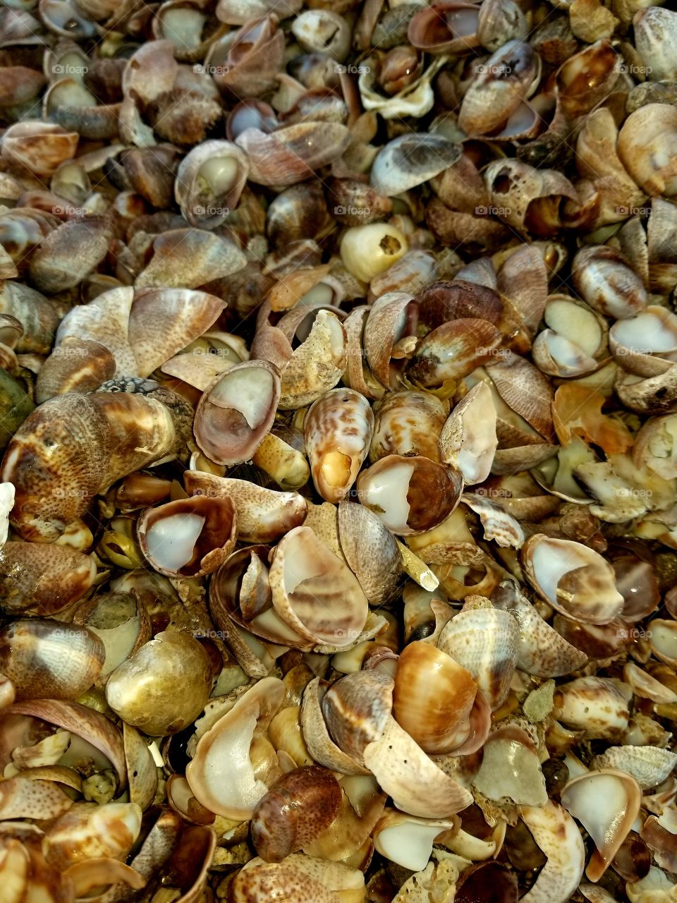 Seashore Shells