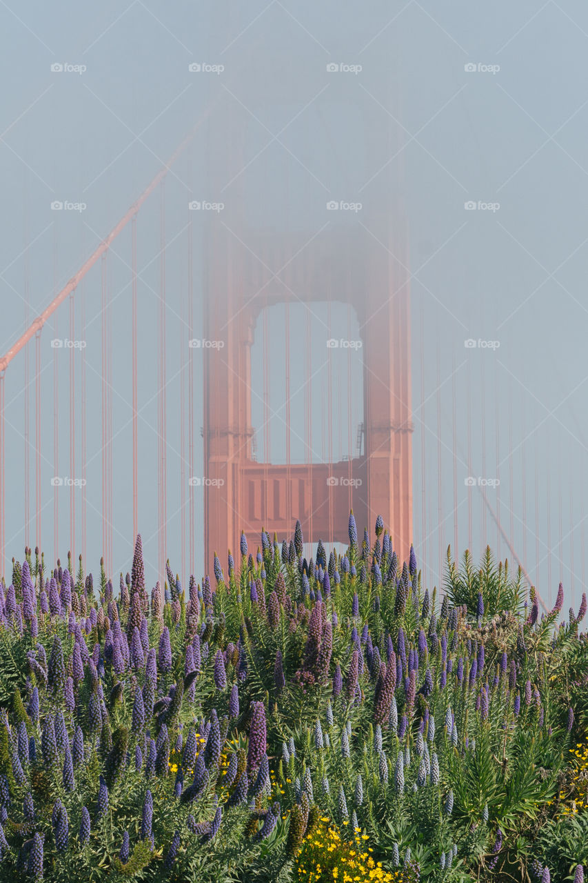 Close up of the Golden Gate bridge with flowers in the foreground