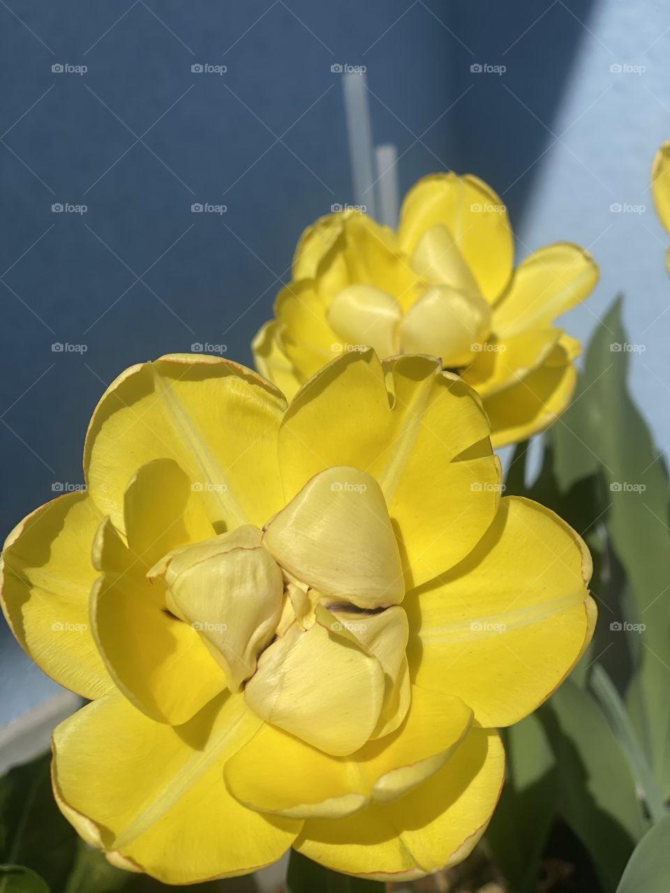 spring flowers, holiday flowers, flowers as a gift, colorful flowers, roses, daffodils, yellow flowers, shop flowers, fresh flowers, nature, flowers in a pot, flowers grow