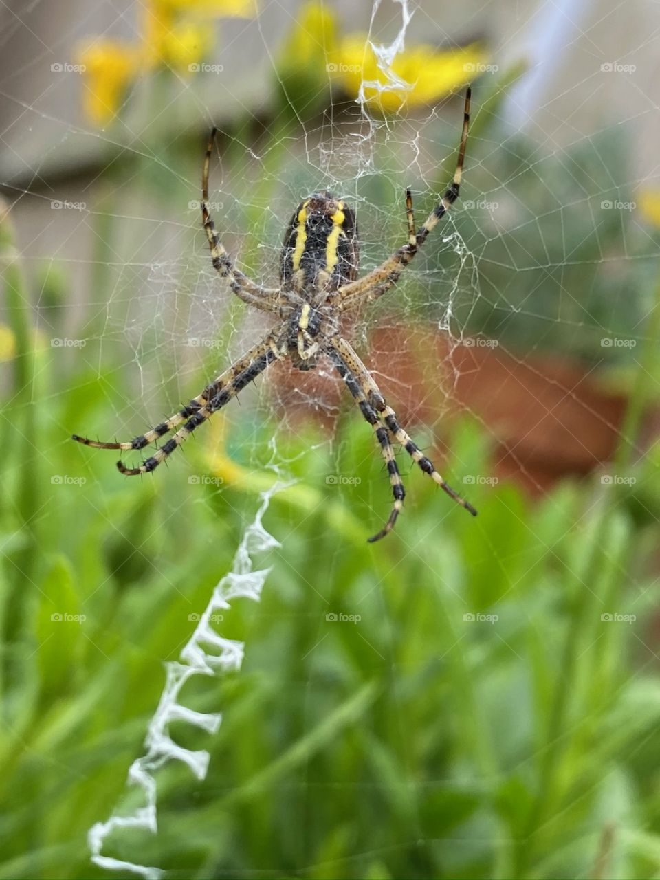 Spider