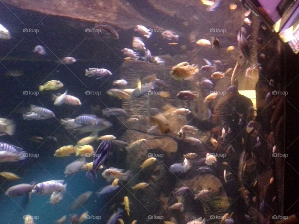 Fish. Visit The New York Aquariun.