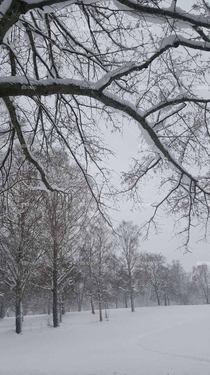 trees branches