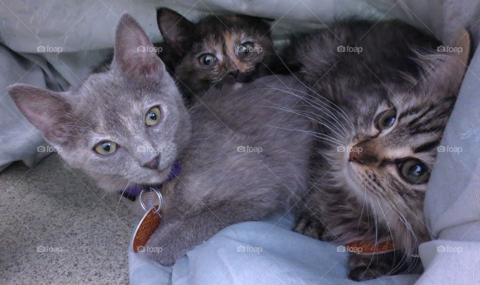 Three kittens 