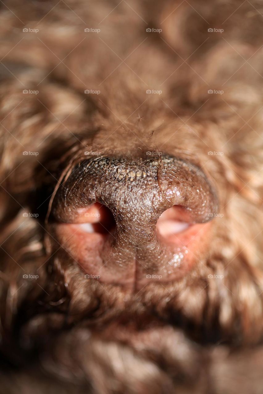Lagotto Romagnolo truffle buddie summer searching for black gold close up background brawn cute face lovely friend animals photography