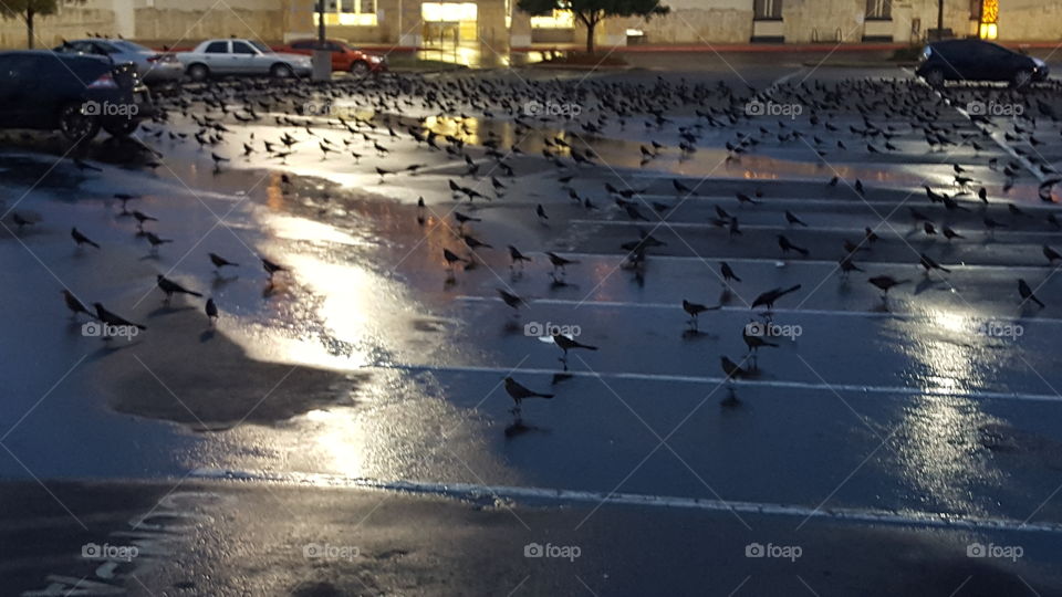 Birds on parking lot.. Birds on parking lot.