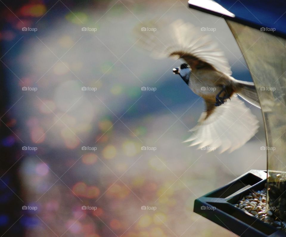 Chickadee flying from feeder with seed