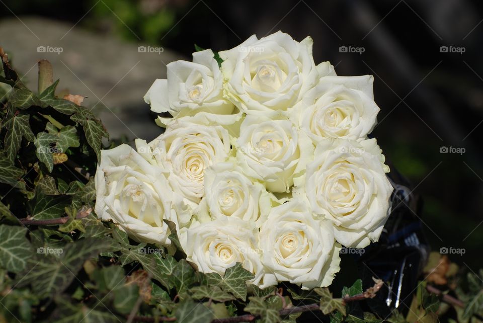 Bouquet of white roses