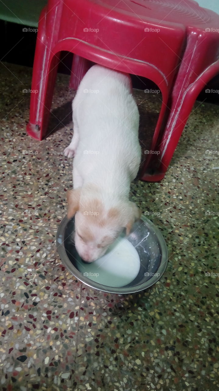 Puppie ate the milk under the stool...
