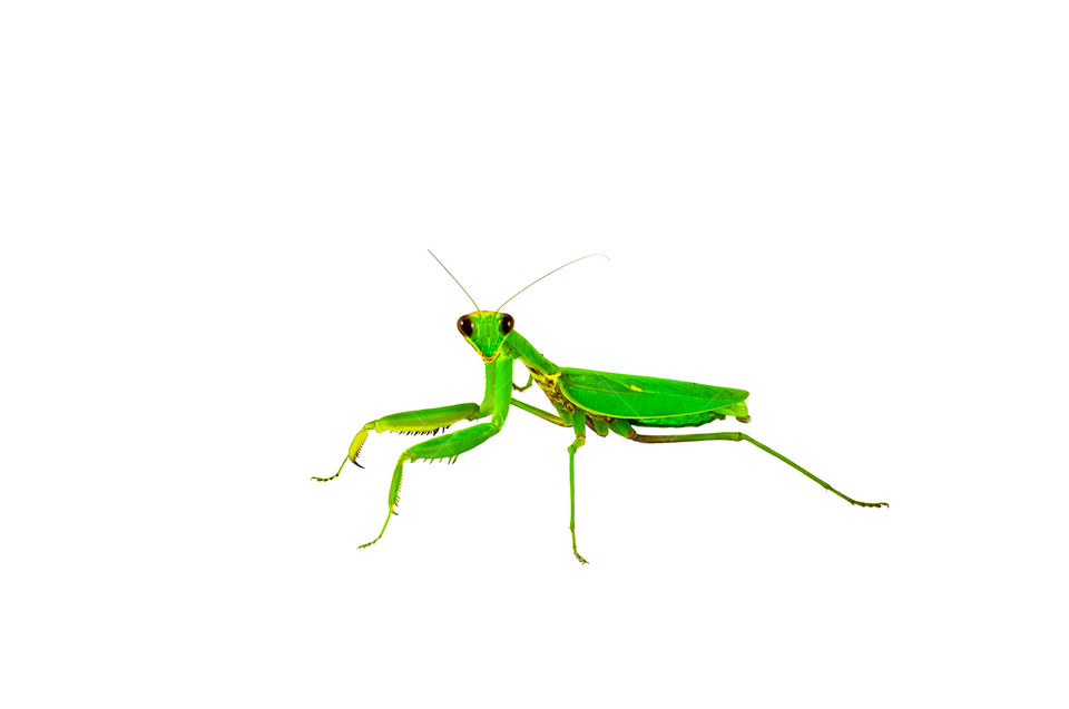 Green big insect Mantis