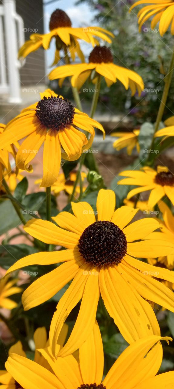 Blacke Eyed Susans