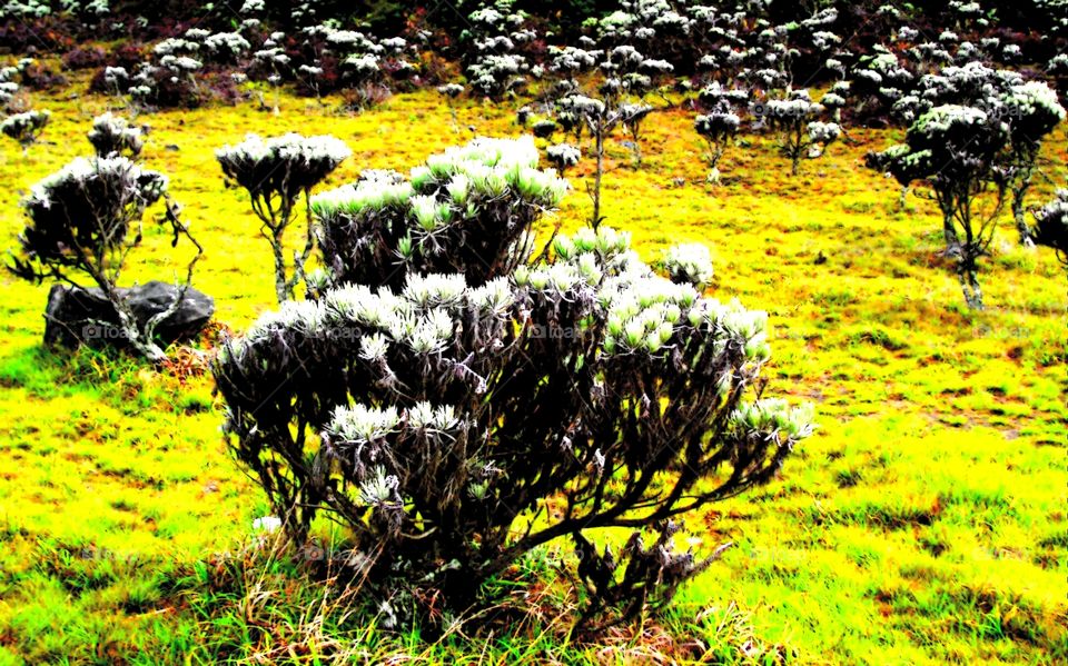 Edelweis  Flower In Gn Gede Pangrango
IND