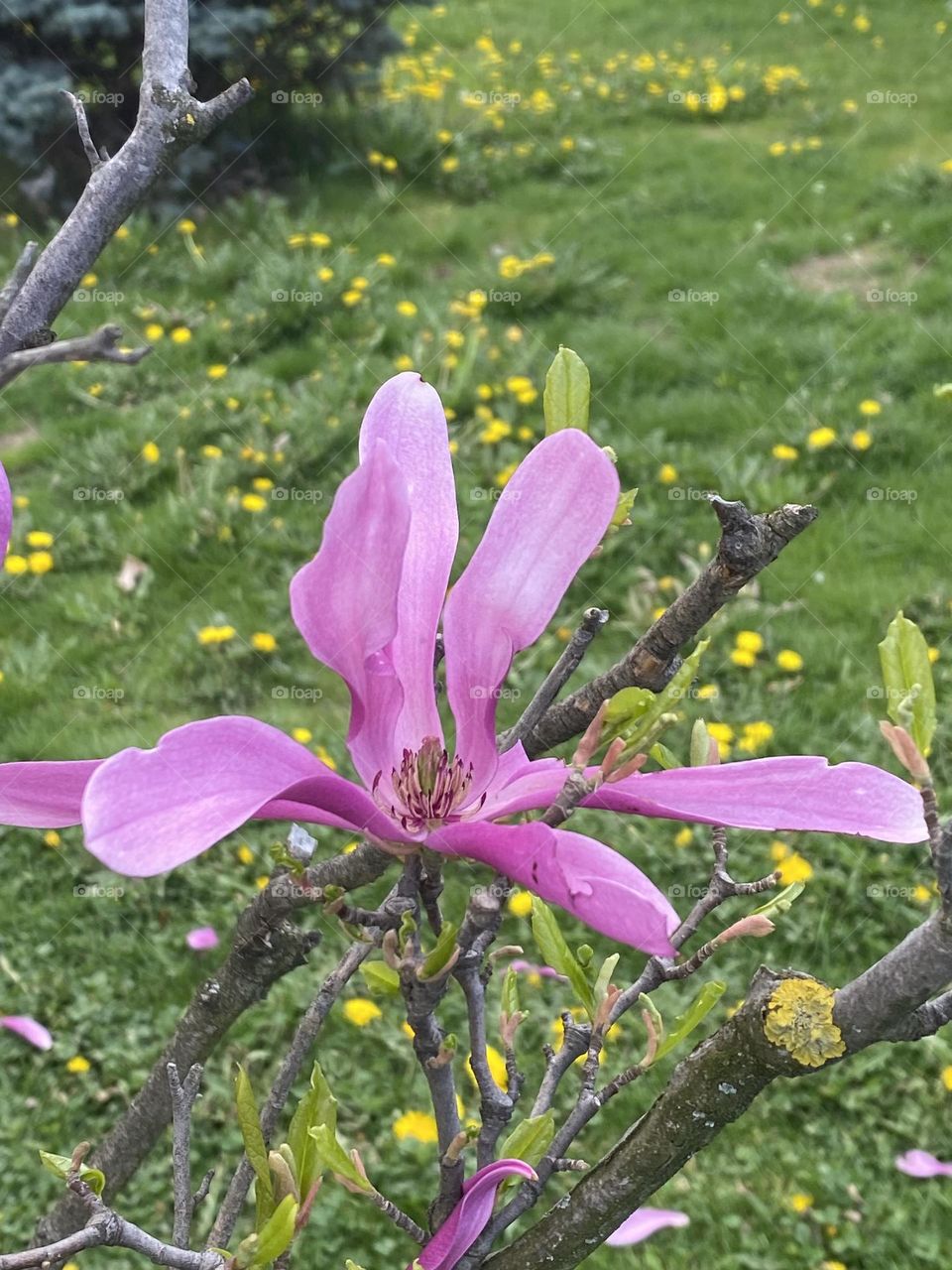 Beautiful pink magnolia flower 