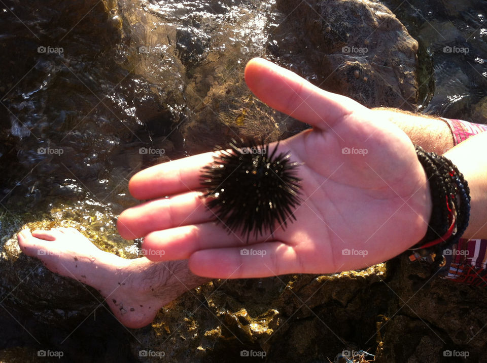 summer water sea urchin by gpapadopoulos